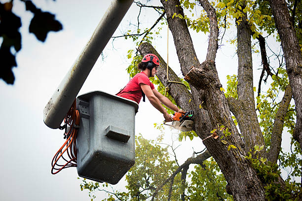  , USA Tree Removal and Landscaping Services Pros